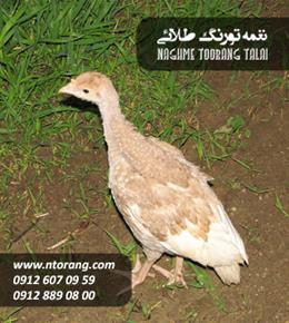 جوجه بوقلمون بوربن یکماهه